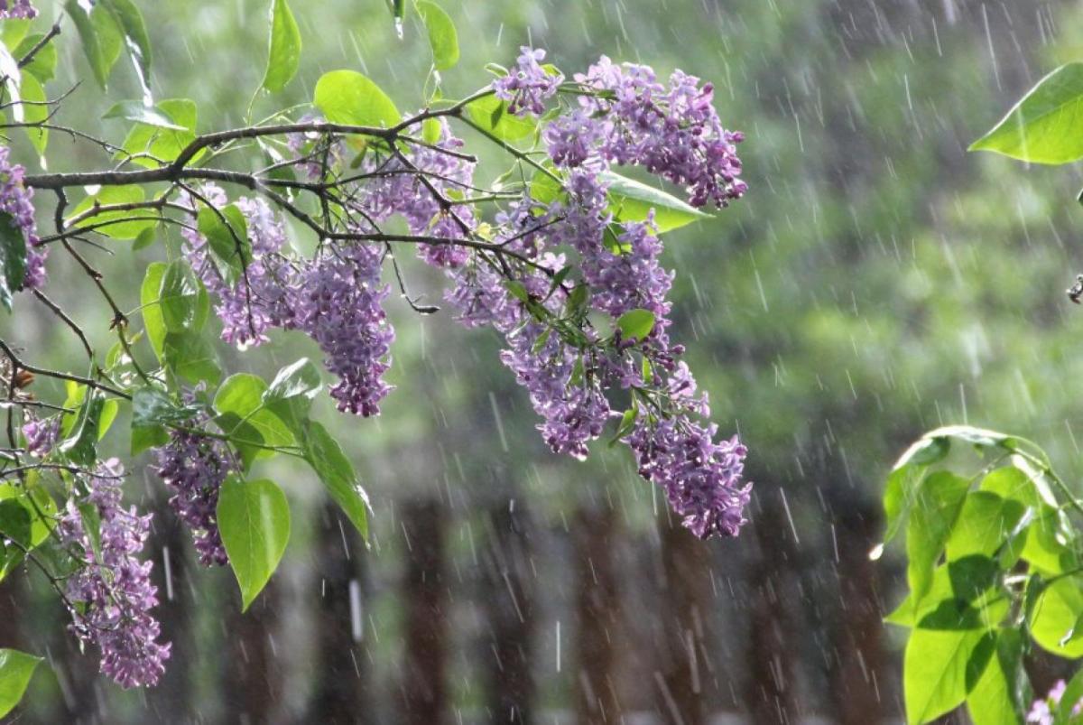 С пятницы, 1 июня, в Украине ожидается увеличение дождей и понижение температуры воздуха
